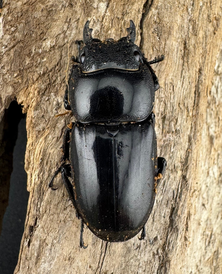 【WD】《パラワンオオヒラタ ガントン産 100.5mm ペア》