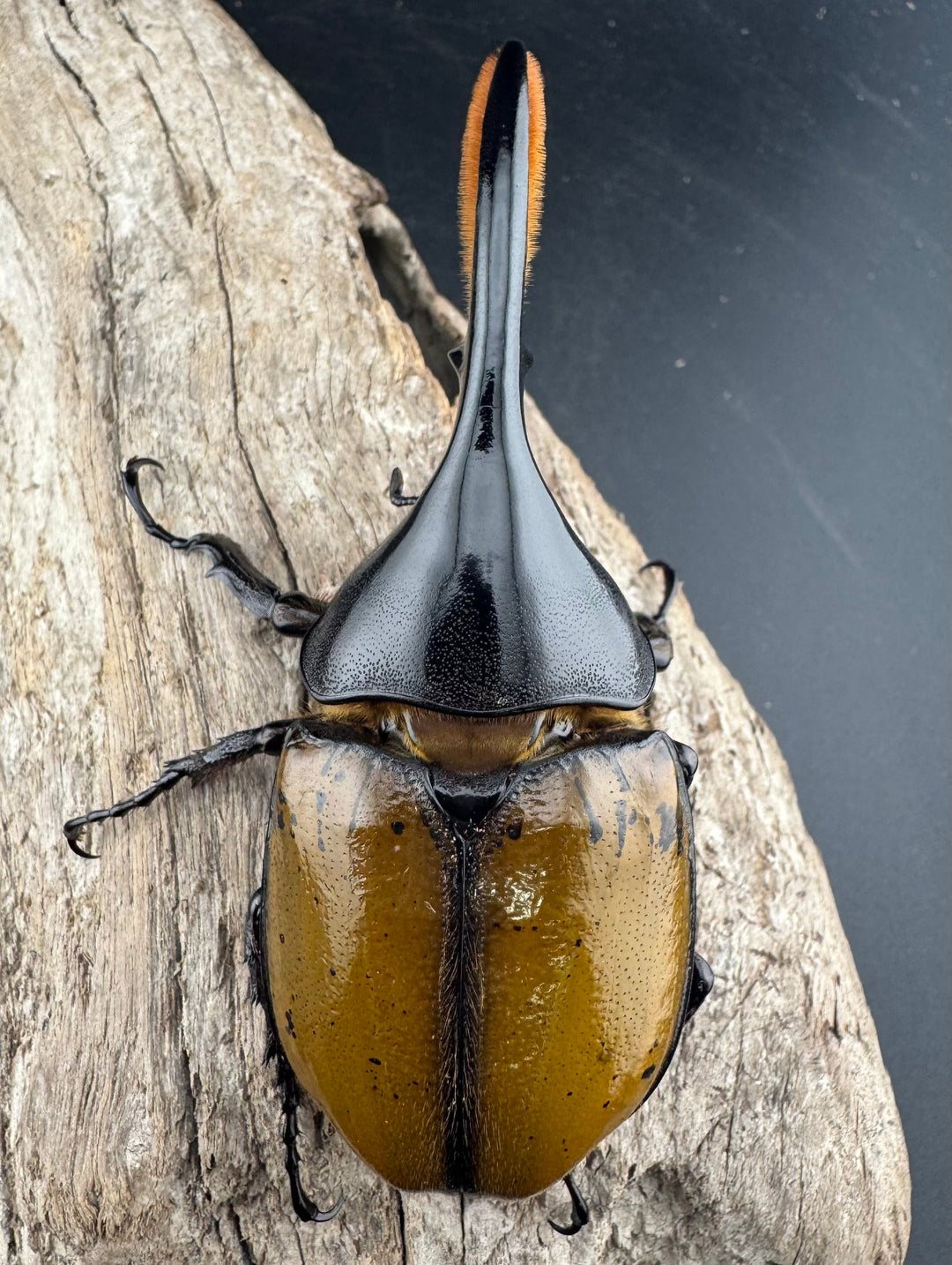 《 ヘラクレス・モリシマイ 煌血統/煌血統アウトライン 100mm ペア》inohiro109氏ブリード個体