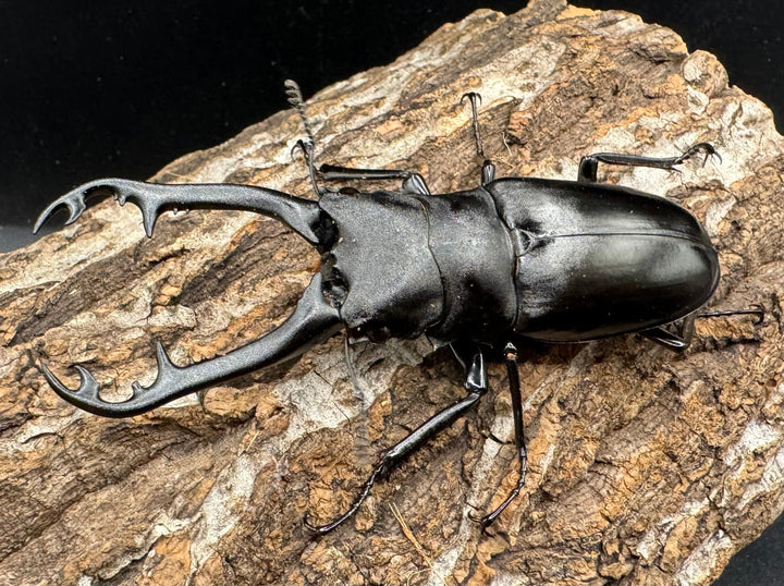 【WD】《ギラファノコギリ亜種ボロブドゥール 90.5mm ペア》