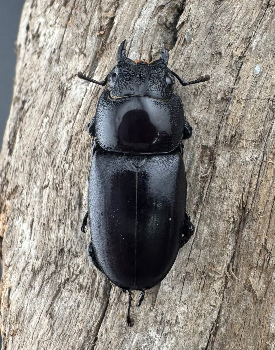 【WF2】《ゲルツルードノコギリクワガタ 58mm ペア》