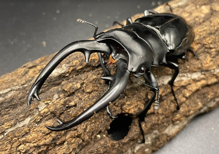 《インターメディアツヤクワガタ　2令～3令　幼虫　3頭セット》