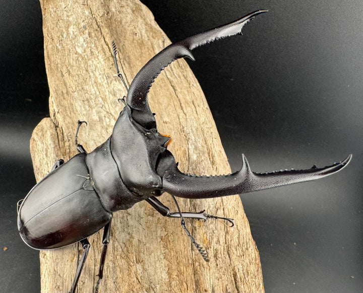 【WD】《マンディブラリスフタマタ 105.5mm ペア》