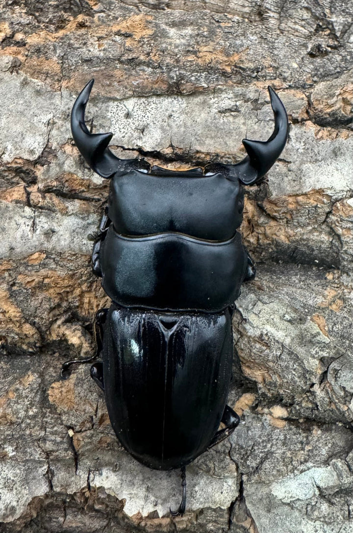 【WD】《ジャワパリーオオクワ 58mm ペア》