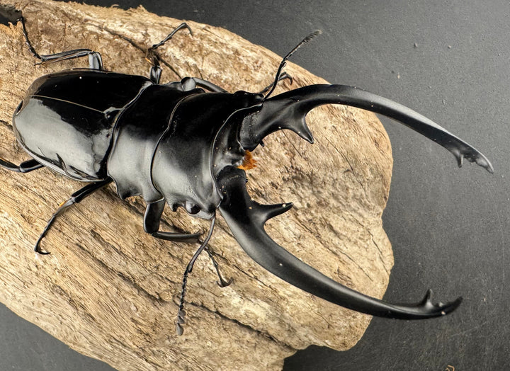 【WD】良型《インターメディアツヤクワガタ ネグロス島産 96mm ペア》