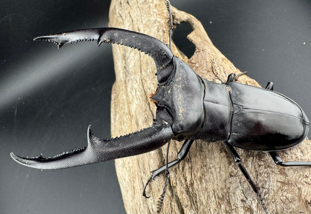 【WD】《マンディブラリスフタマタ 105mm ペア》