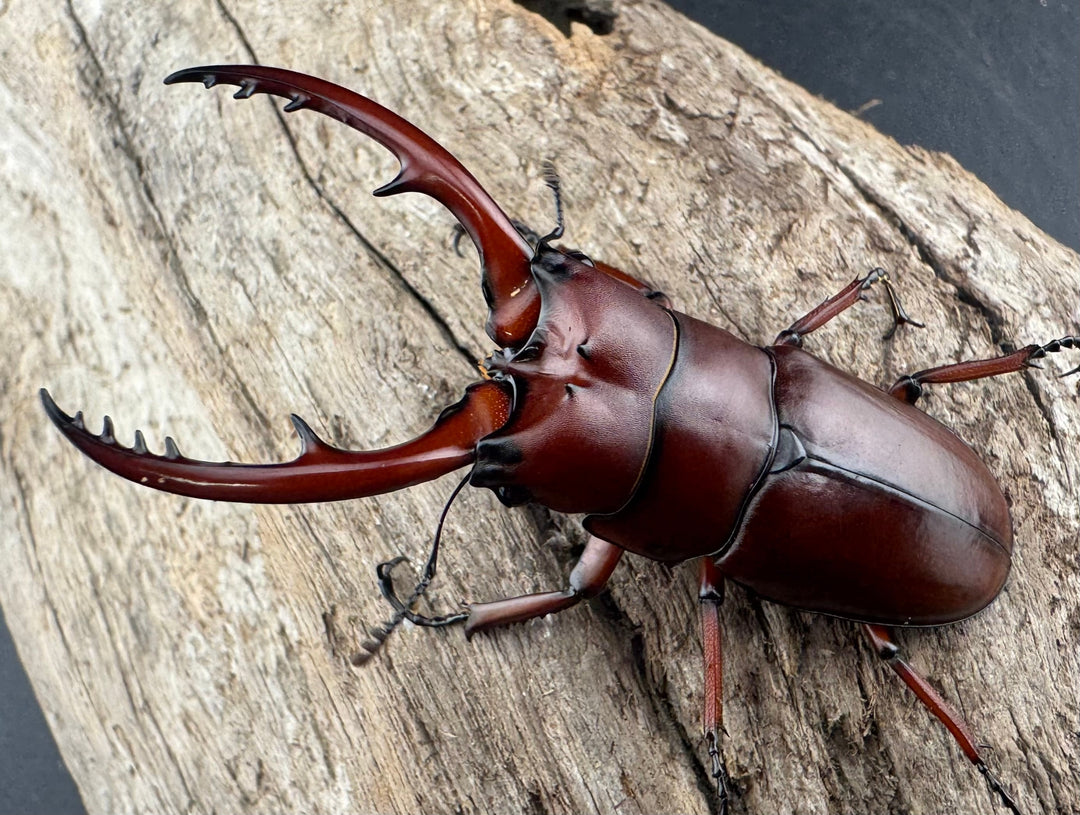 【WD】《アスタコイデス亜種fraternus 58mm ペア》