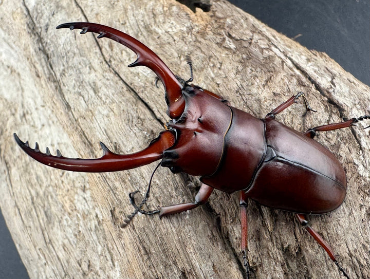 【WD】《アスタコイデス亜種fraternus 58mm ペア》