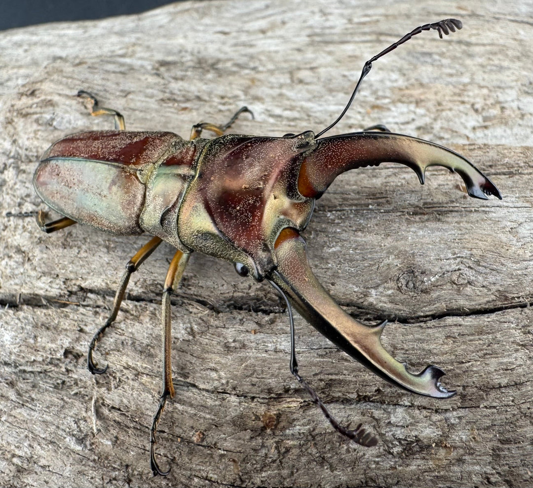 【WD】《ズベールホソアカ マラグサン産 51mm ペア》