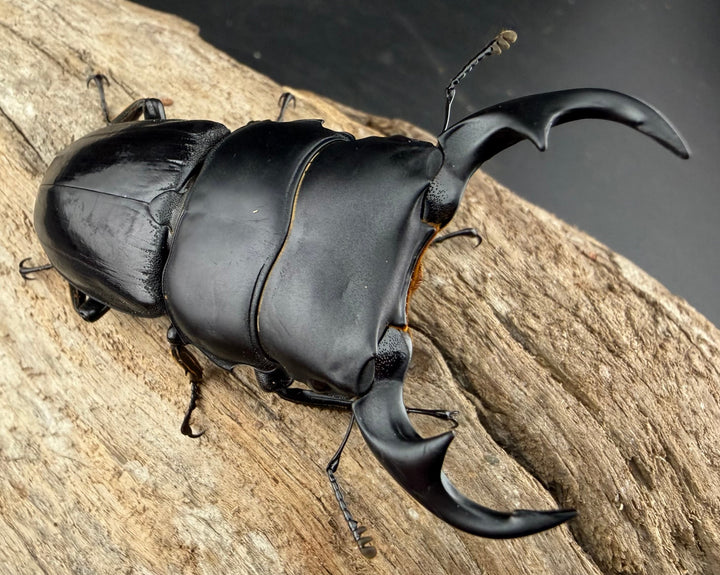 【WD】《ジャワパリーオオクワ 66mm A'品ペア》