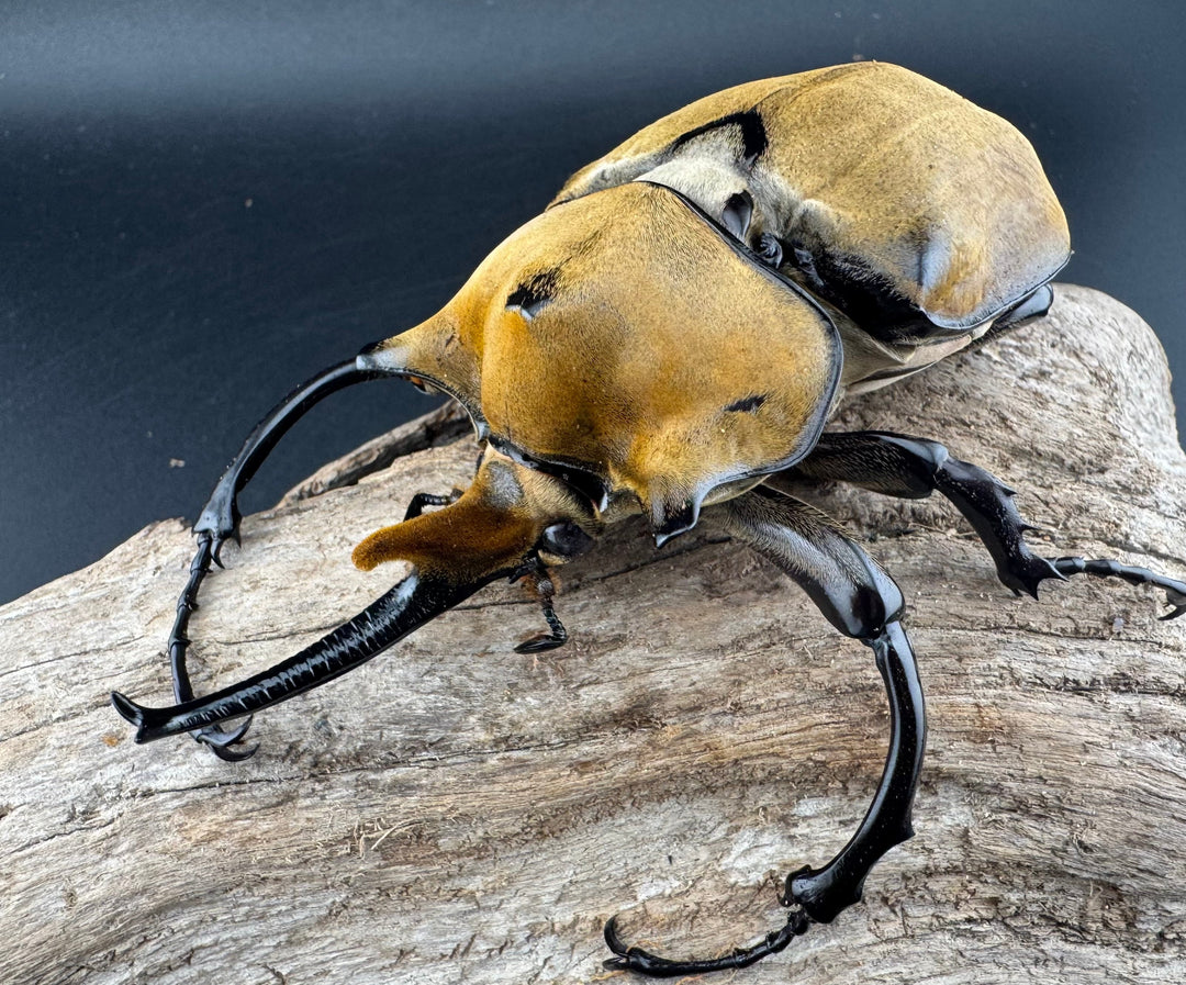 即ブリ《エレファスゾウカブト 114mm B品ペア》