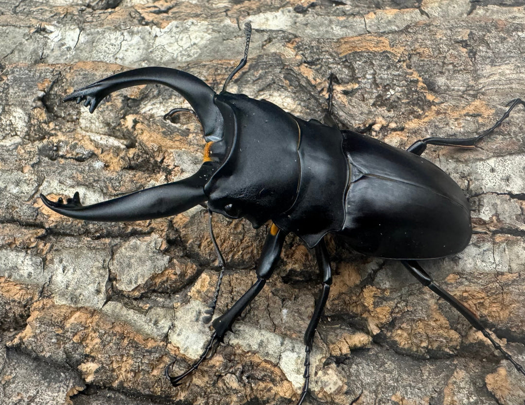 【WD】大歯《アルケスツヤクワガタ 90mm ペア》