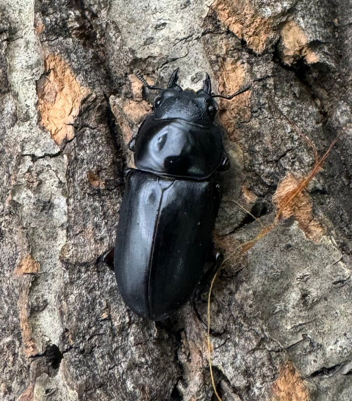 【WD】《アカアシクワガタ 山梨県産 ペア》