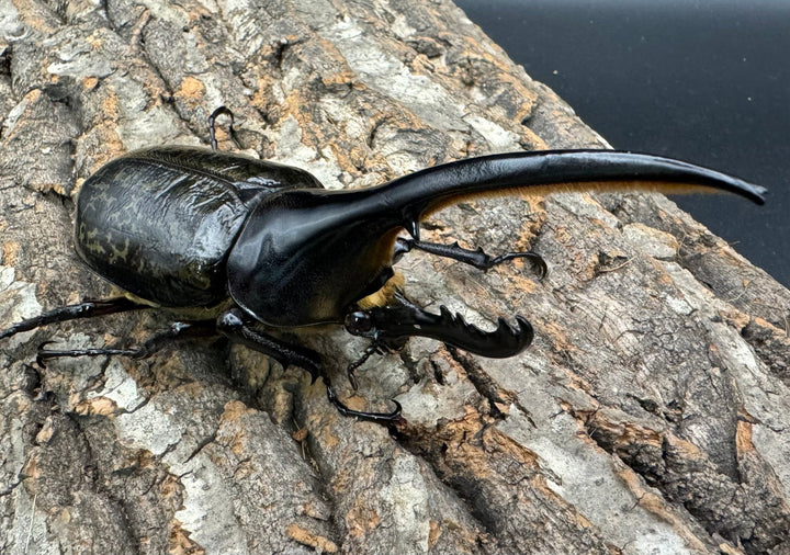 《ヘラクレス・ヘラクレス 126mm ペア》