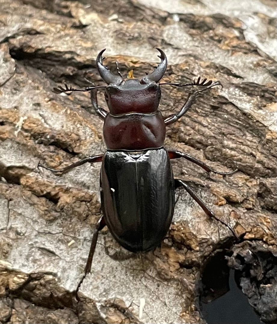 《ミクラミヤマ 神津島産 Free ペア》