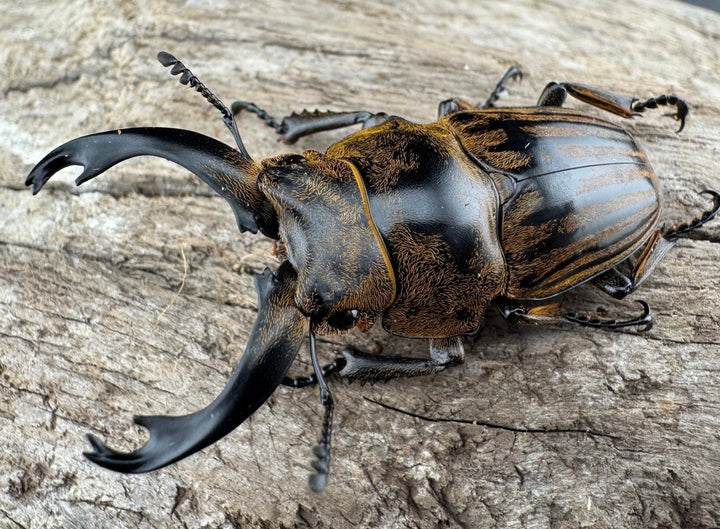 【WD】《ストリアータツヤクワガタ 48.5mm ペア》