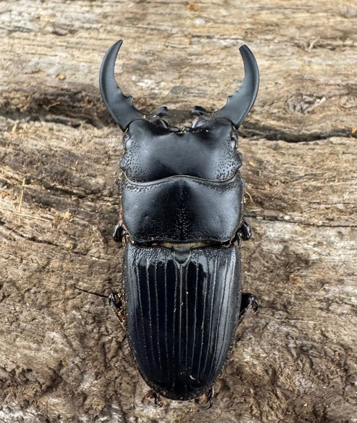 【WD】レア種《ミンダナオネブト 31mm A'品ペア》