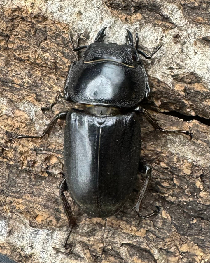 【WD】大型《南カマリネスヒラタ 91mm ペア》