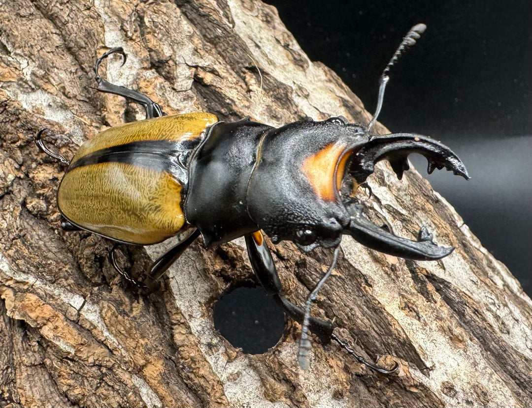 【WD】《ラコダールツヤクワガタ アチェ産 63mm ペア》