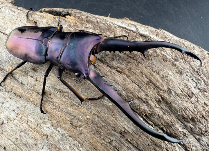 【美麗】《メタリフェルホソアカ亜種finae 80mm ペア》わたくわ氏ブリード個体