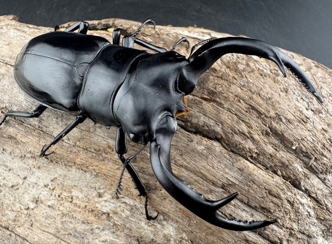 【WD】《ウエストウッディ亜種カズミアエ 雲南省産 81mm ペア》