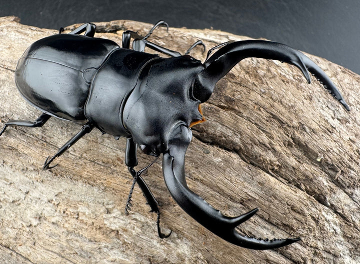 【WD】《ウエストウッディ亜種カズミアエ 雲南省産 81mm ペア》