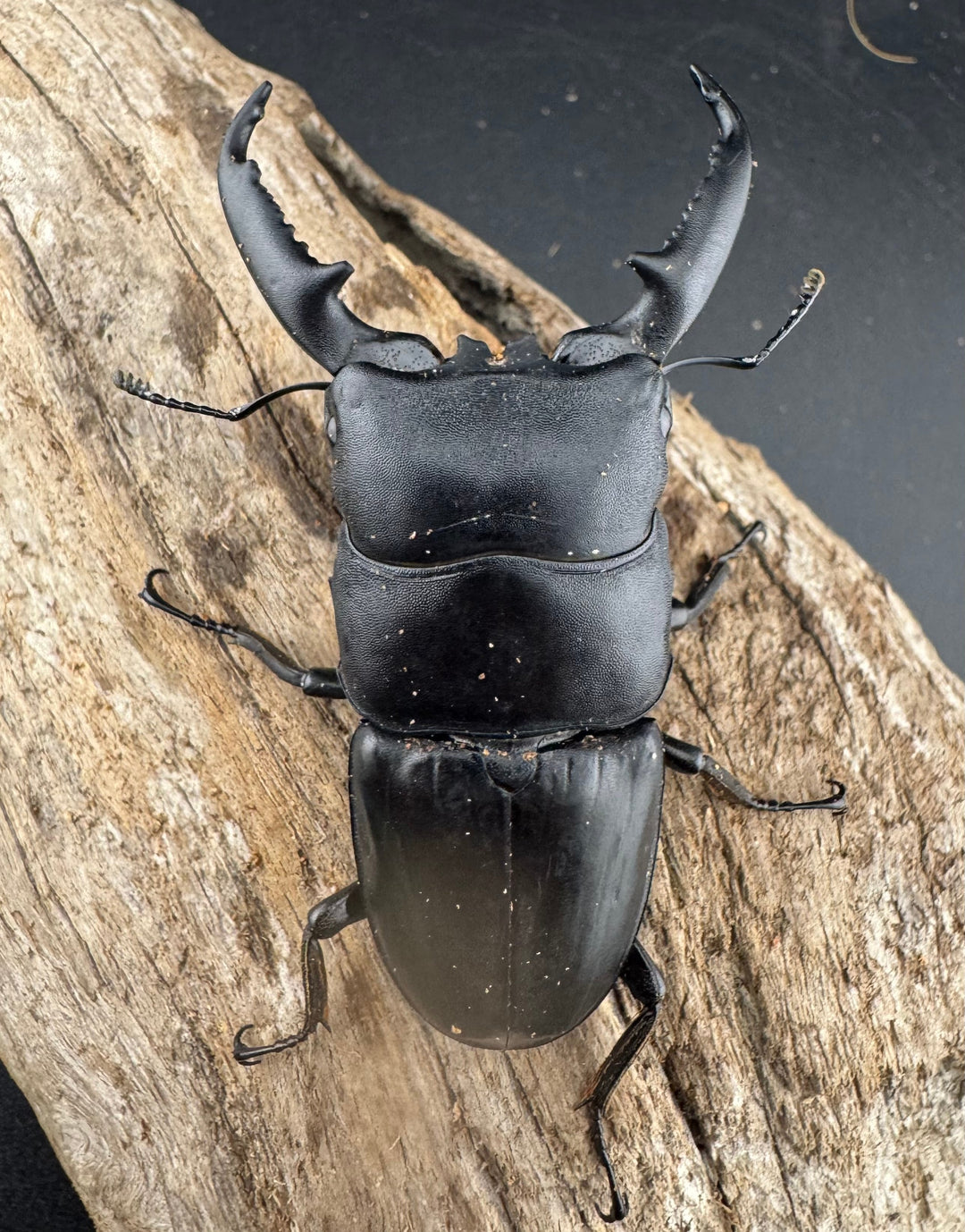 【WD】《パラワンオオヒラタ ロハス産 78mm ペア》