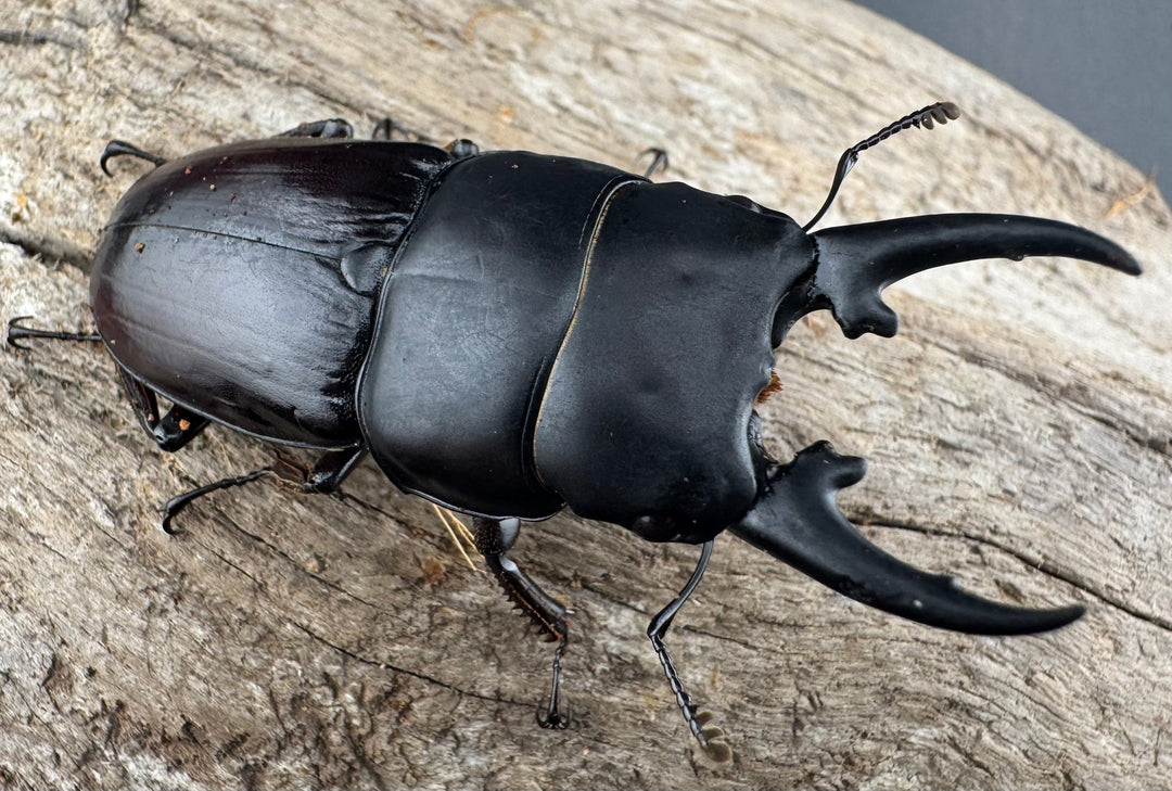 【WD】《ヒペリオンヒラタ原名亜種 雲南省産 57mm ペア》