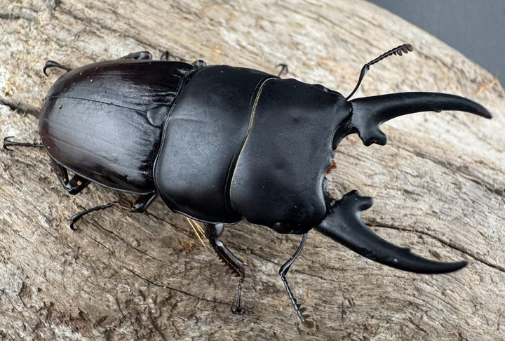 【WD】《ヒペリオンヒラタ原名亜種 雲南省産 57mm ペア》