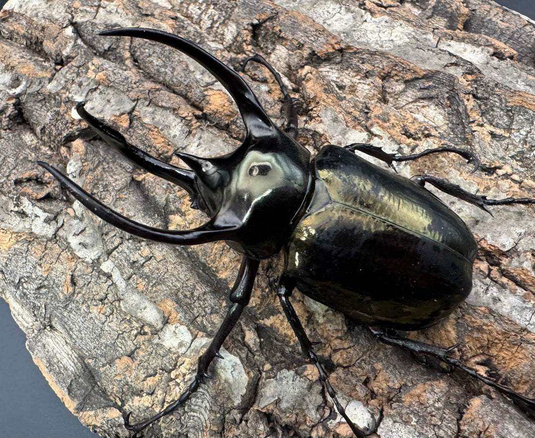 【WD】《ミンダナオアトラスオオカブト 95.5mm ペア》