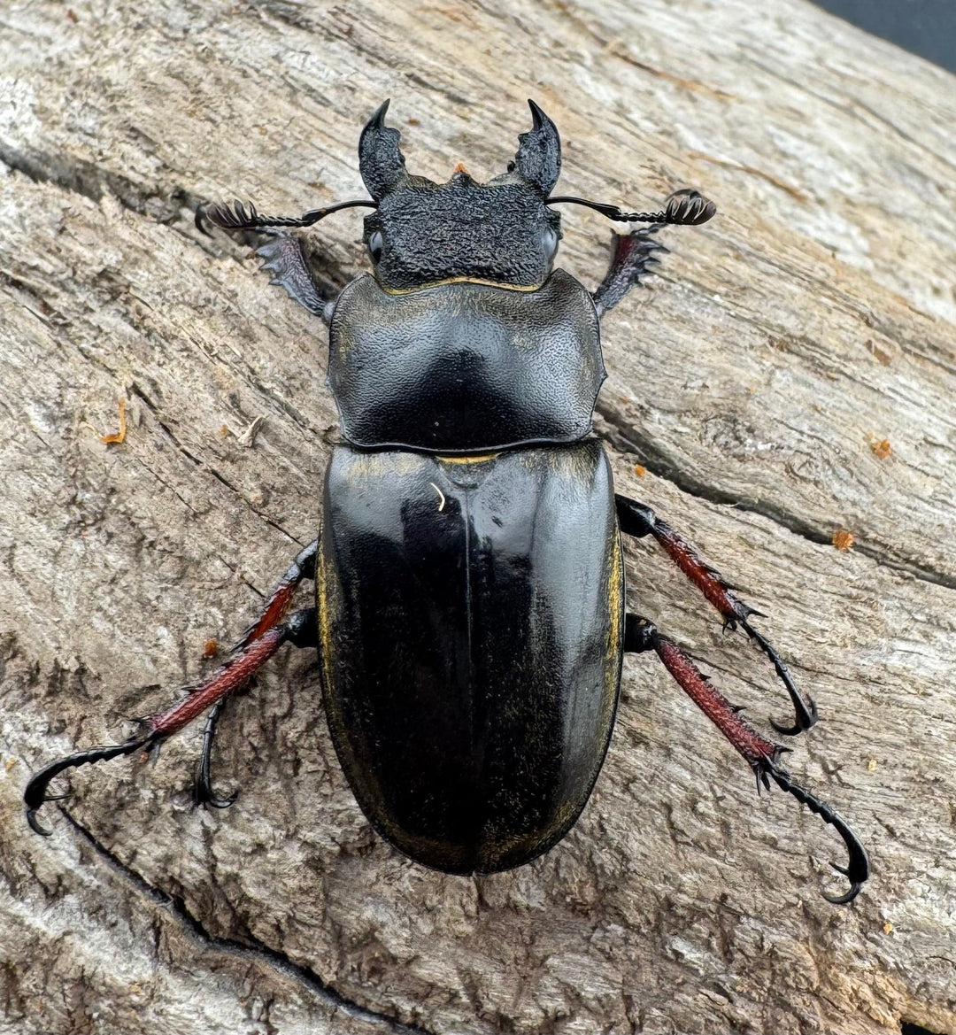 【WD】《セリケウスミヤマ原名亜種 55mm ペア》