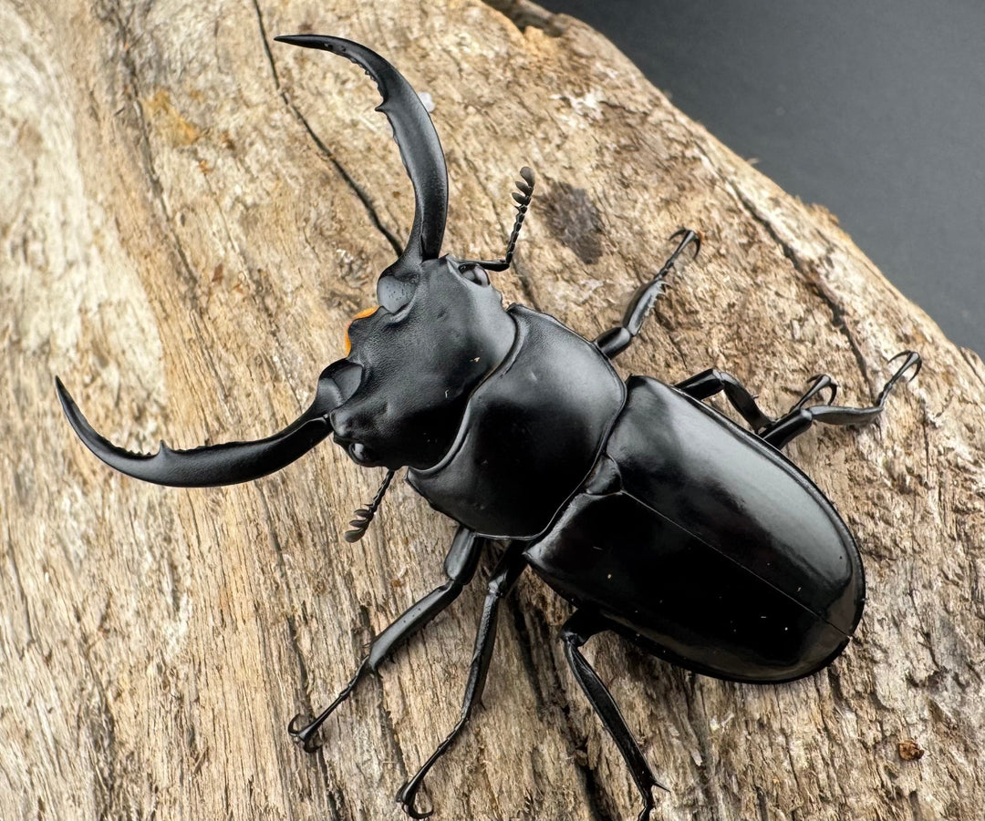 【WD】《ウエストウッディ亜種カズミアエ 雲南省産 54.5mm A’品ペア》