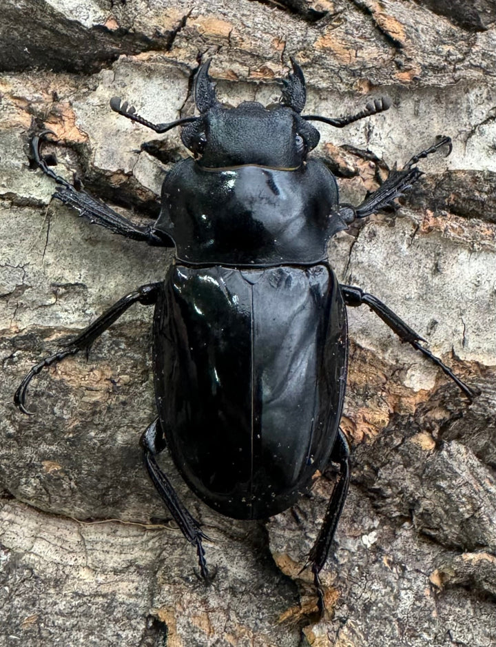 【WD】《インターメディアツヤクワガタ 87mm ペア》