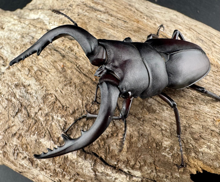 【WD】《ノコギリクワガタ 壱岐産 67mm ペア》