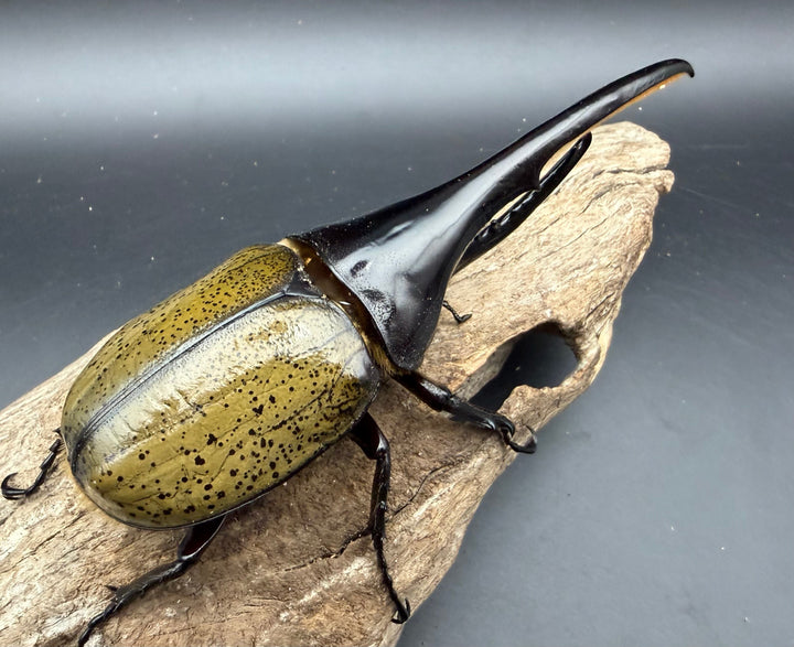 《ヘラクレス・ヘラクレス 149.5mm ペア》クワカブの部屋三森氏ブリード個体