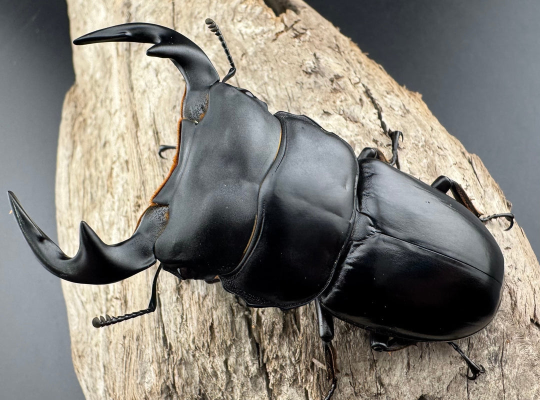 【WF1】《アンタエウスオオクワ カオバン産 76mm ペア》