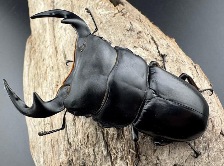 【WF1】《アンタエウスオオクワ カオバン産 76mm ペア》