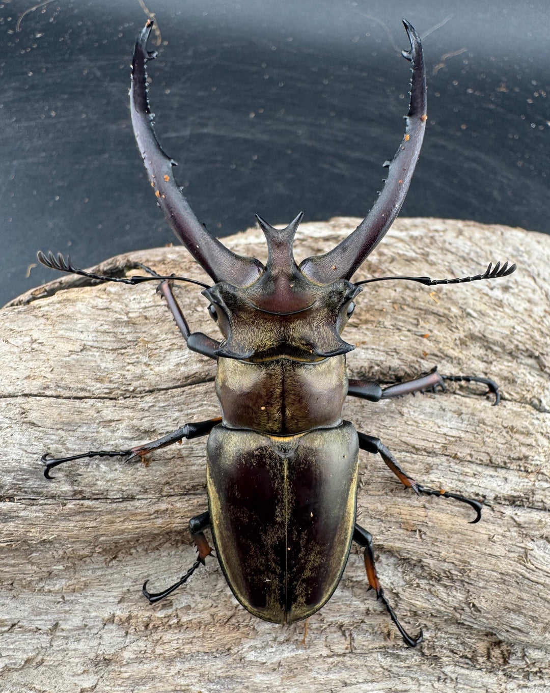 【WD】《プラネットミヤマクワガタ 81mm ペア》