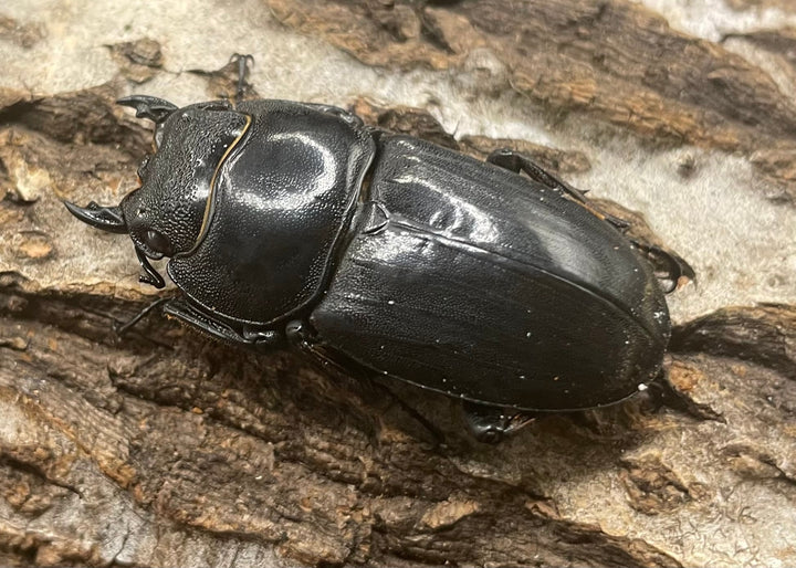 【WD】大型《南カマリネスヒラタ 93mm ペア》