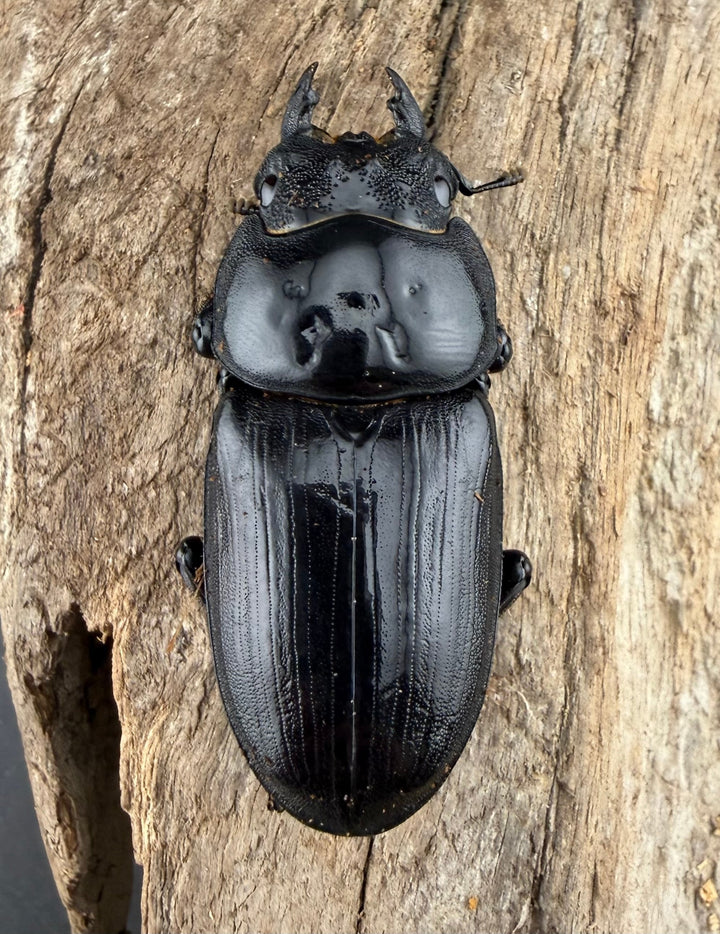 《オオクワガタ 能勢SR血統 81.5mm ペア》