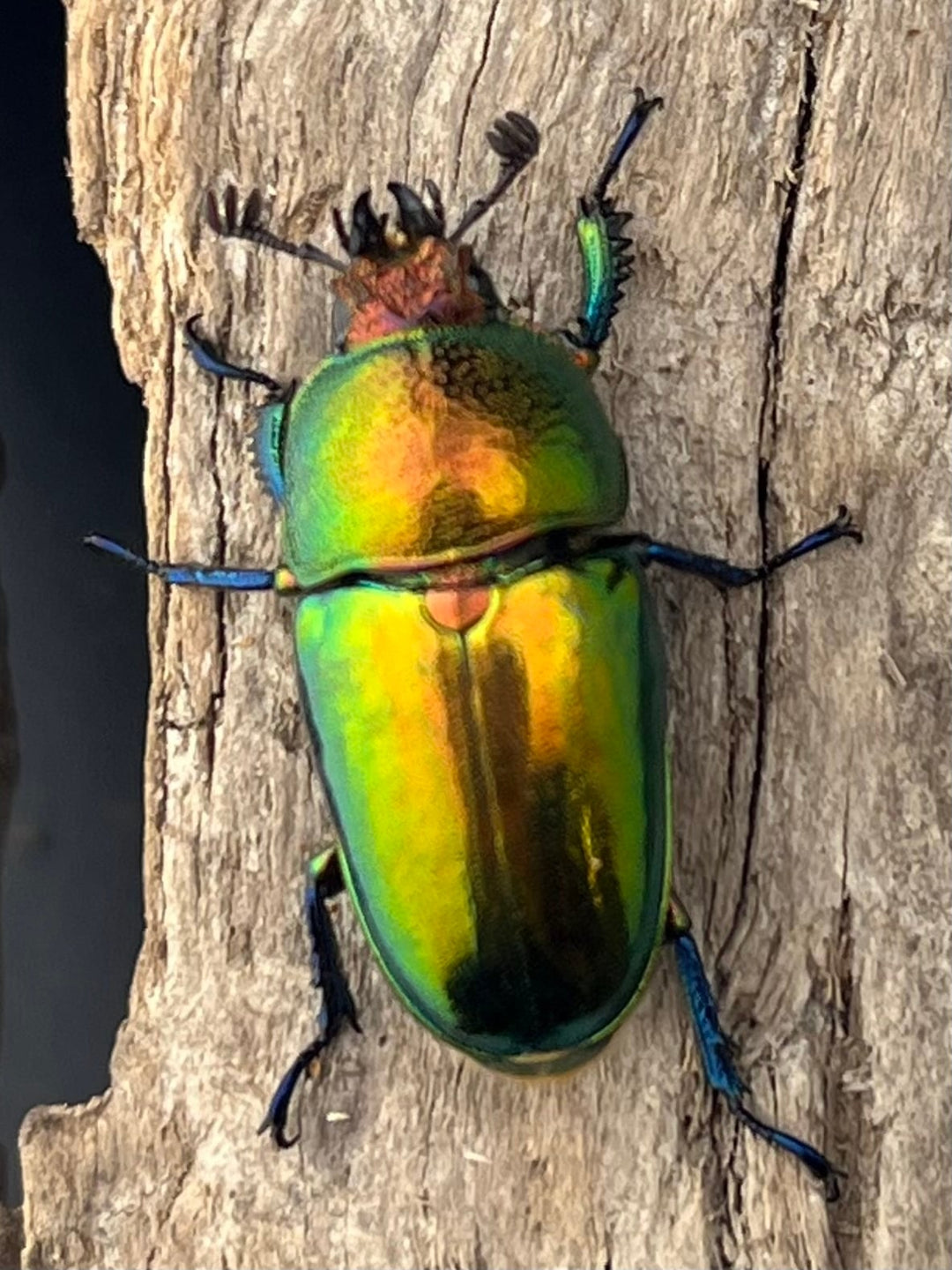 【WD】《パプアキンイロクワガタ アルファック産 35mm ペア》