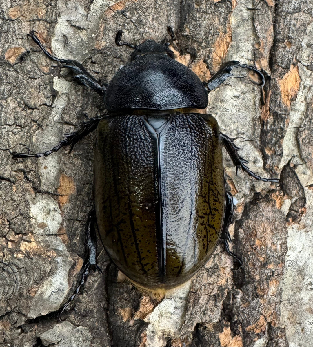 【WF2】《モロンオオカブト 85mm ペア》