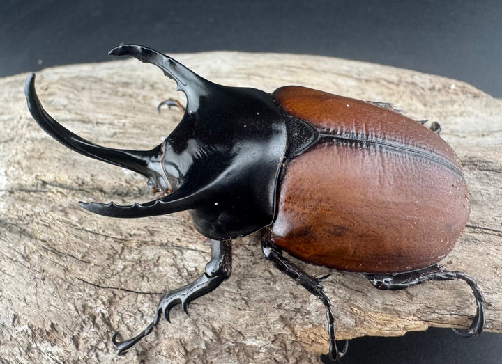 【WD】《サンボンヅノカブト 62mm ペア》