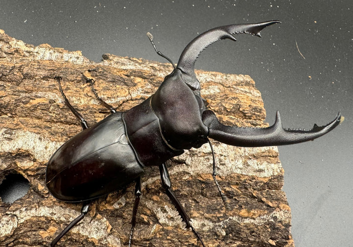 【WD】《マンディブラリスフタマタ 100.5mm ペア》