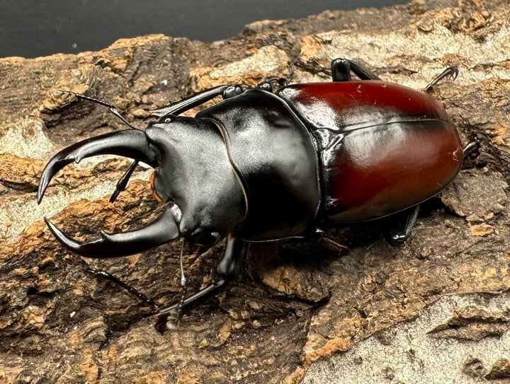 【WD】《チベット産 ドンキエルコクワ原名亜種 51mm ペア》