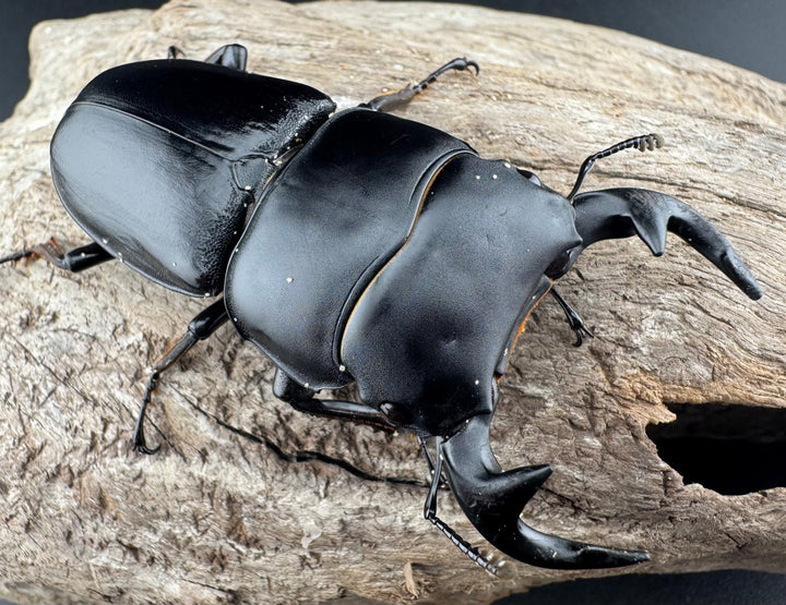 【WD】《グランディスオオクワ原名亜種 70mm A'品ペア》