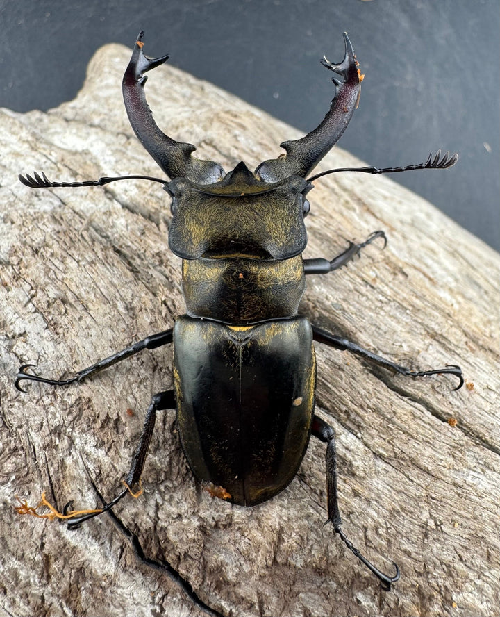 【WD】《セリケウスミヤマ原名亜種 55mm ペア》