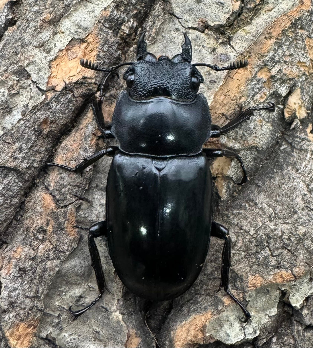 【WD】《マンディブラリスフタマタ 82mm ペア》