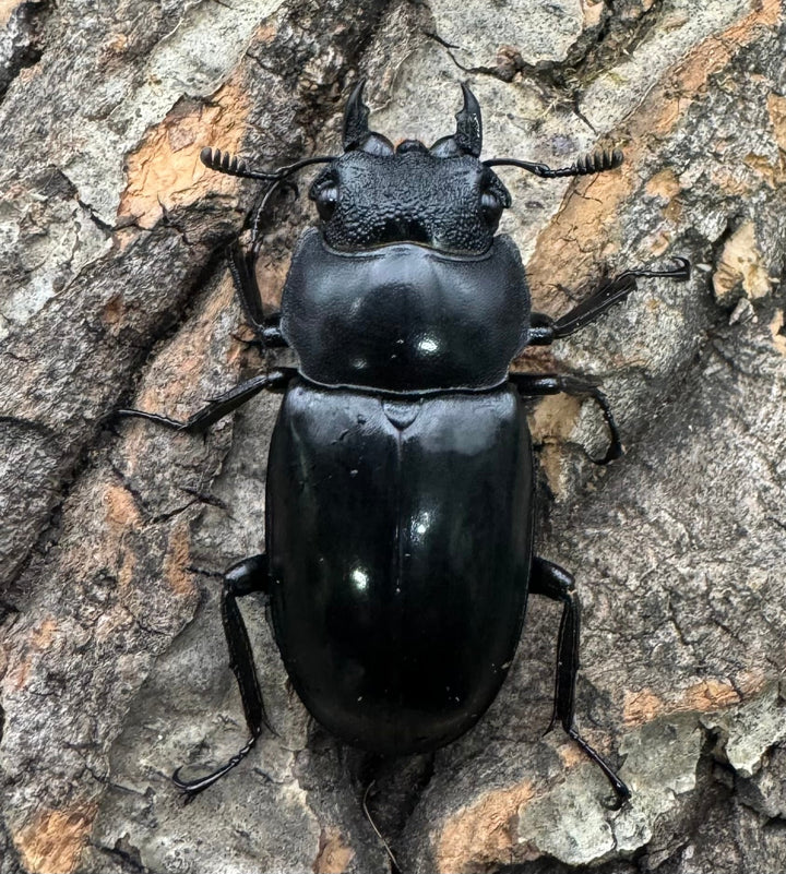 【WD】《マンディブラリスフタマタ 82mm ペア》