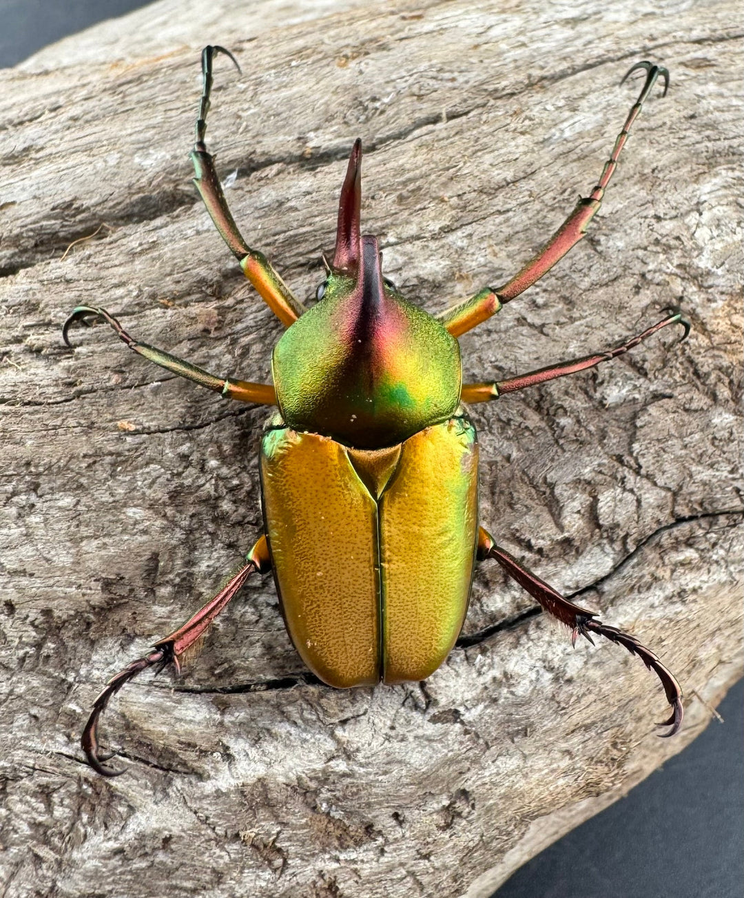 【WD】《ロドリゲスヒメカブトハナムグリ ペア》