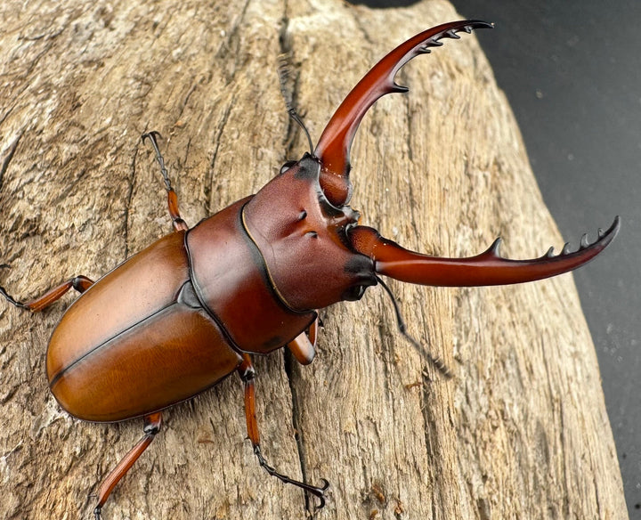 【WD】《アスタコイデス亜種fraternus ベトナム産 53mm ペア》